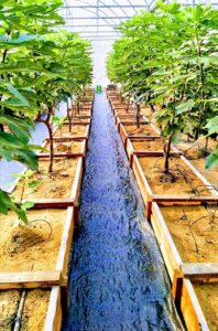 ตัวแทนจำหน่าย Sunmaster พลาสติกโรงเรือนคุณภาพสูง โดย CKES Green