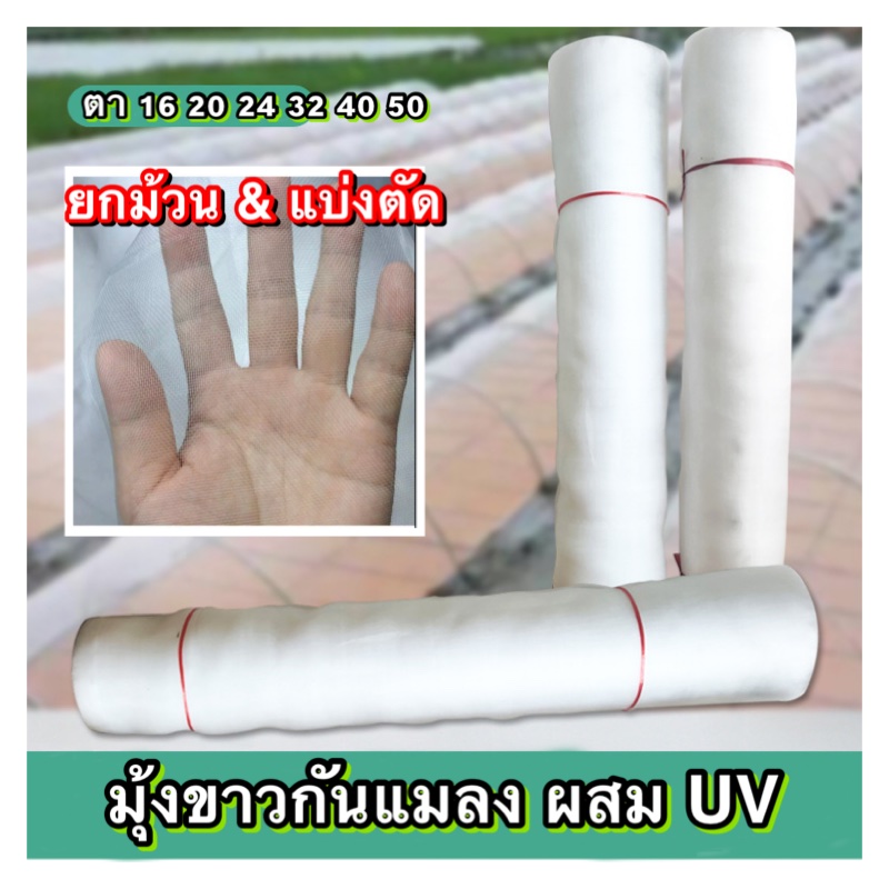 มุ้งกันแมลง 32 ตา สำหรับโรงเรือนเกษตร ทอละเอียดป้องกันเพลี้ย CKES Green